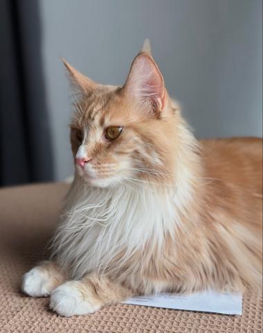 Maine Coon - photo 4 of 6