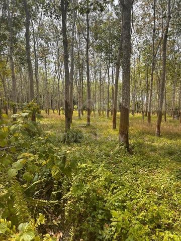 Tanah Kebun Getah 1