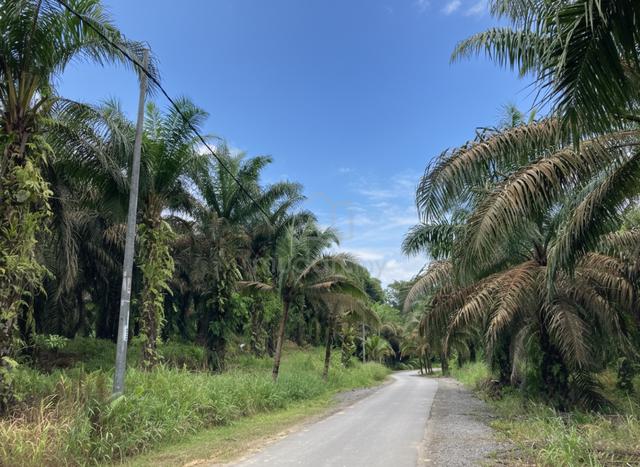 Oil Palm Plantation at Jalan Pei Yuan Selatan, Sungai Moyan, Batu Kawa 1