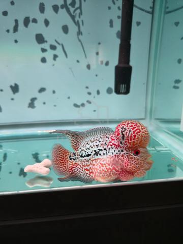 Flowerhorn kamfa F4 - photo 3 of 5