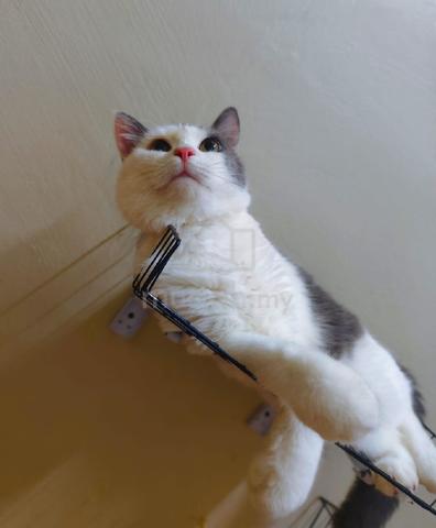Kucing Besar - photo 3 of 6