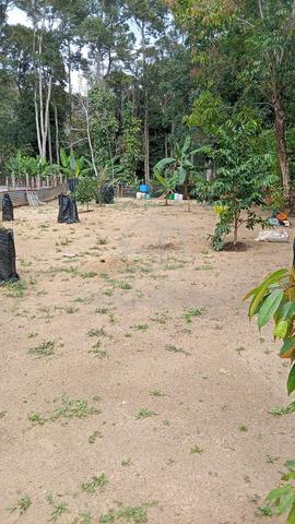 Tanah cantek 1