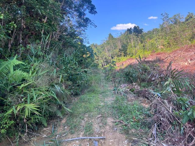 Tanah Kebun Getah di Limau Kasturi Gua Musang 1