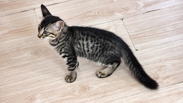 Domestic cat mix parsi  - photo 2 of 6