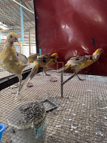 Carousel Image