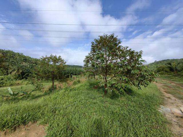 19 Acres Freehold Land Durian Benta Sega Raub 5