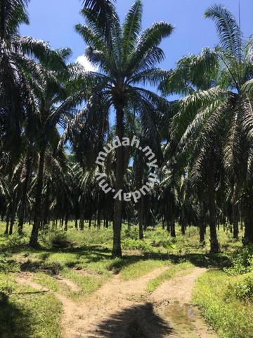 30.09 acres Palm oil Land at Sungai Siput, Perak 1