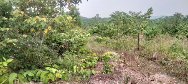 Tanah untuk di jual di kampung lonek kepis,kuala pilah.negeri sembilan 1