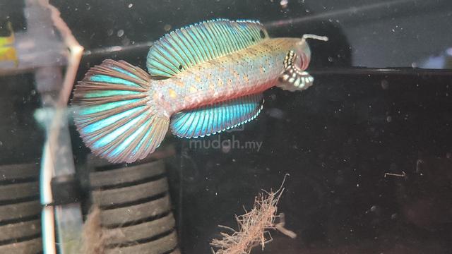 blue pulchra display - photo 3 of 3
