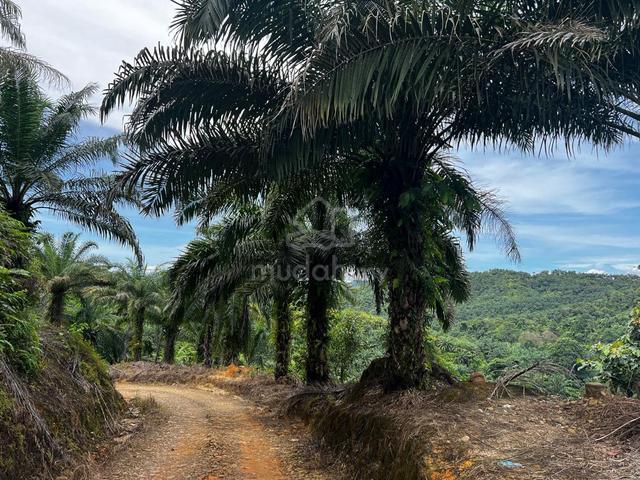 Palm Oil Land CL800 Acres Ulu Membakut KK Sabah 1