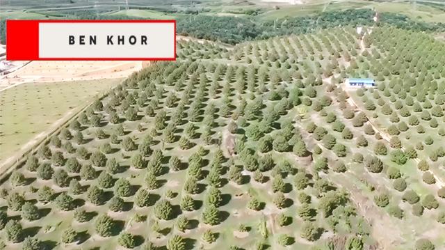 105.56 Acres | Durian Farm | Reserve Road |Sungkai | PERAK 1