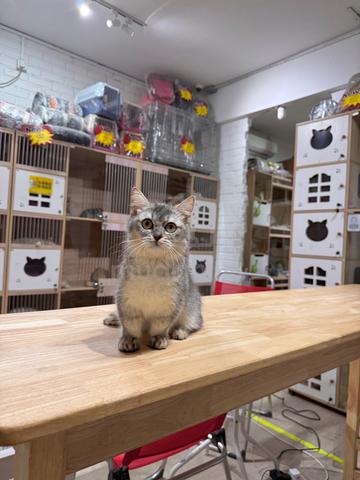 can send Singapore silver shaded bsh munchkin cat - photo 4 of 6