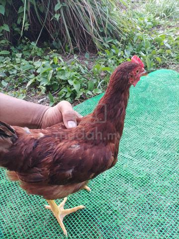 Carousel Image