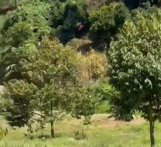 Durian ORCHARD FOR SALE – BENTONG, PAHANG,near Town 1