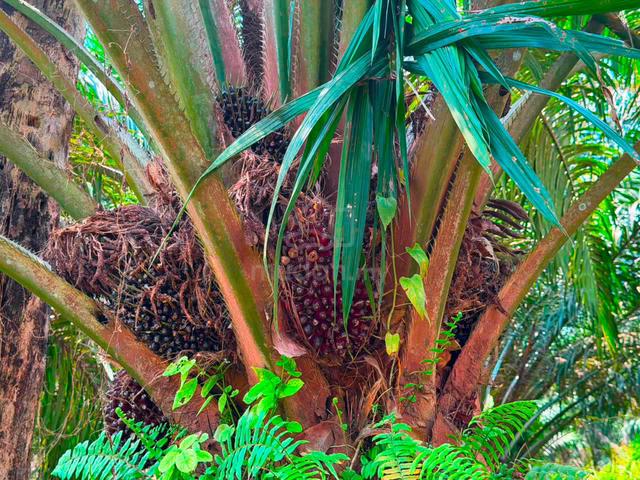 Pontian Agricultural Land 1