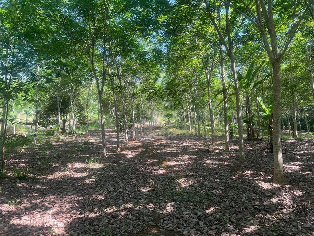 Tanah kebun 2 ekar untuk dijual ‼️ 1