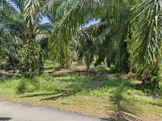 2 acres Oil Palm Land @ Tanjung Agas, Pasir Panjang, Port Dickson, N9 5