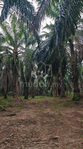 Tanah Kelapa Sawit 🌴🔥
6.034 Ekar Untuk Dijual – Rezab Melayu! 1