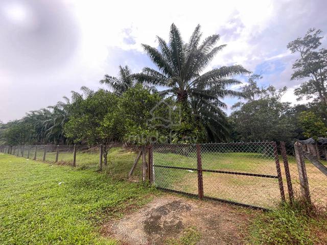 Tanaha kelapa sawit di ibok kemaman 3