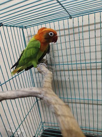 Lovebird - photo 3 of 5
