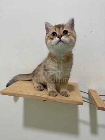 bsh golden - photo 3 of 4