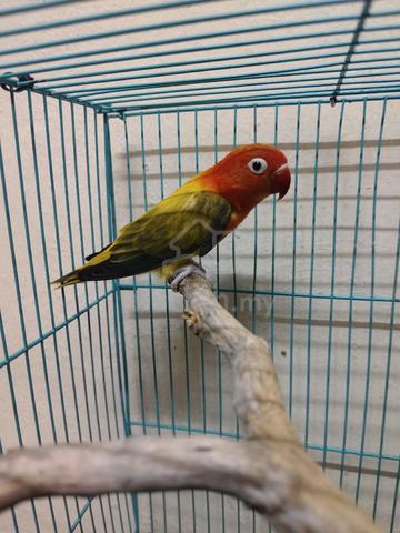 Lovebird - photo 2 of 5