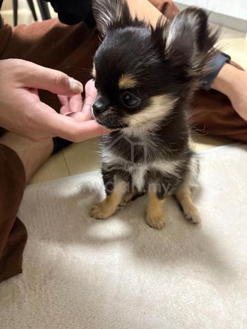 black and white Chihuahua ~4 - photo 3 of 4