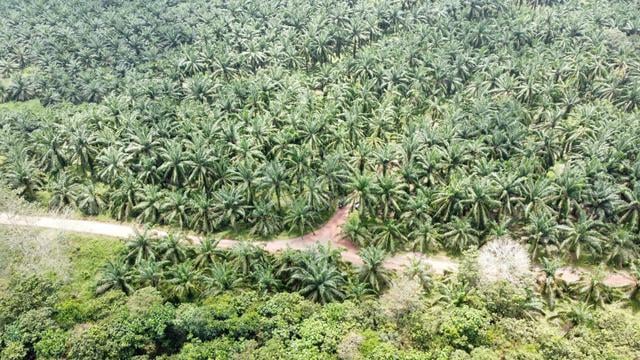 Tanah Pertanian Ladang Kelapa Sawit 1