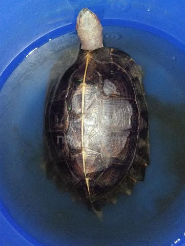 turtle giant asian pond - Pets for sale in Tanah Merah, Kelantan