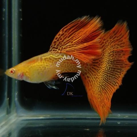 Albino Red Lace Guppy Fish - Pets For Sale In Ayer Itam, Penang