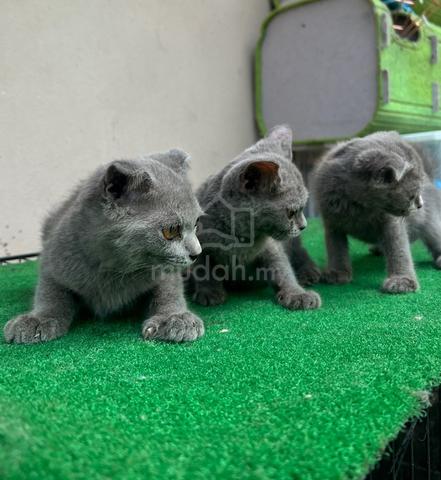 Carousel Image Selected