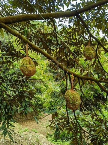 Nice 5 acres durian farm in jelebu titi for sale 1