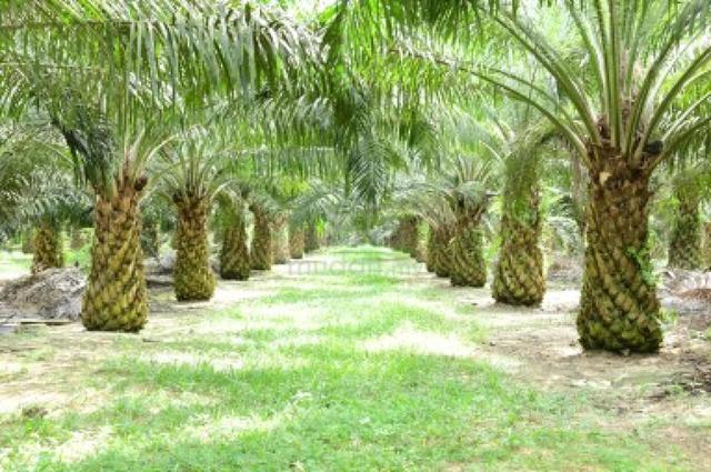 PELABURAN UNTUNG LADANG SAWIT 247.1 ekar Kuala Pilah, Negeri  Sembilan 1