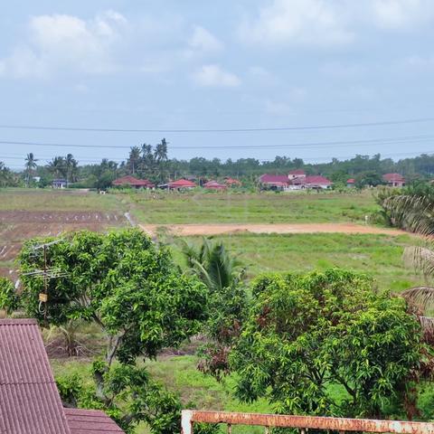 Tanah sawah padi di untuk dijual - lokasi strategik dan harga murah. 3