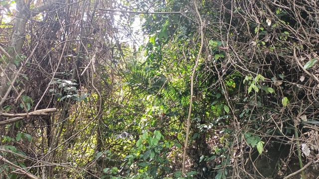 Tanah 3.27 Ekar berhampiran Uitm Kuala Pilah 4