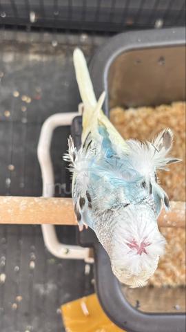 Carousel Image