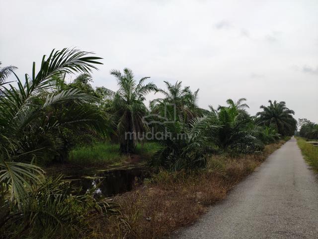 Tanah pertanian 1.6 ekar di Sungai Panjang 1