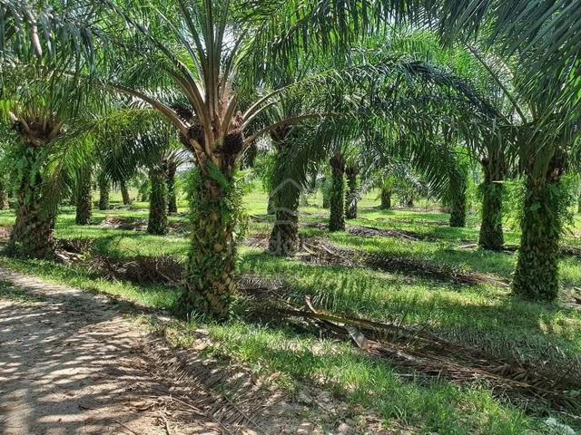 Perak, Larut & Matang Batu Kurau Jelai 1