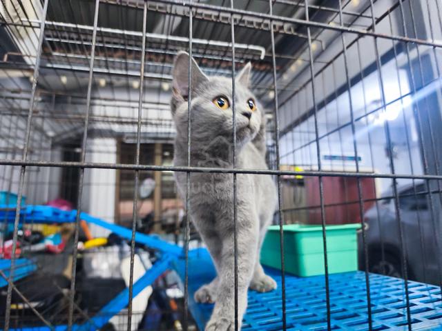 bsh - photo 2 of 3