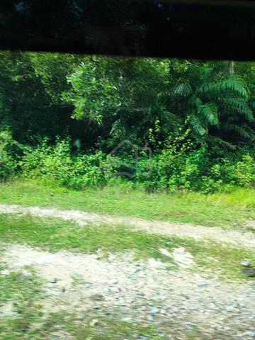 7.88 Ekar Tanah Sawit FELCRA BUKIT CHE HAWA, DUNGUN 1