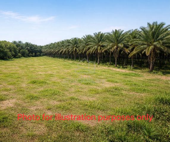 Simpang Renggam Agriculture Land Kluang Ulu Benut Pekan Nanas 1