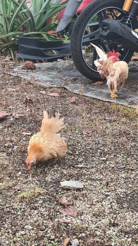 Carousel Image Selected