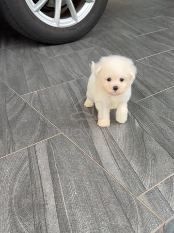 Male Bichon puppy - photo 5 of 6