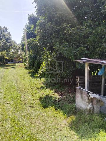 2.7 acres Durian farm at Tapah, Perak 1