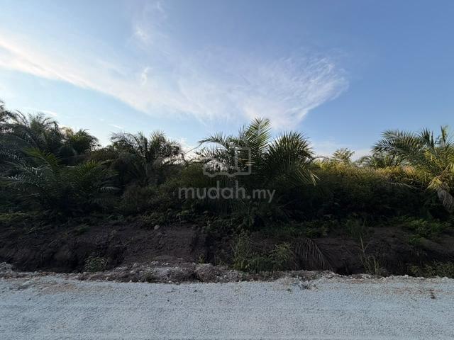 Tanah Kebun Sawit, Kg Seri Tiram, Tanjong Karang 1