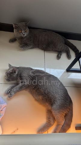 Male BSH British Shorthair Kittens - photo 6 of 6