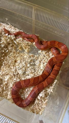 Corn Snake - photo 4 of 5