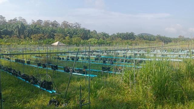 Land for sale 9.54 acre Gemas 1