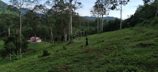 6+ Acres Durian Dusun For SALE – FREEHOLD AGRICULTURAL LAND 1