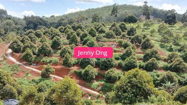 Musang King Durian Farm At Kuala Kangsar,Perak For Sale 1